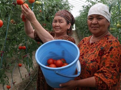 Two smiling women wearing headscarves pick fruit. WFP