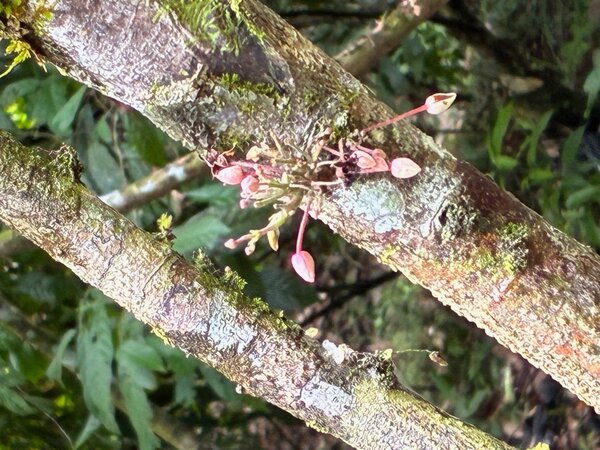close-up of cocoa blossoms