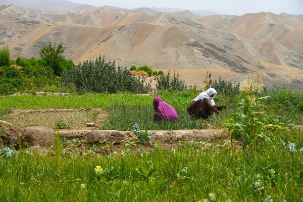 Two people work in a green field surrounded by crops, with rugged, dry mountains in the background under a clear sky.