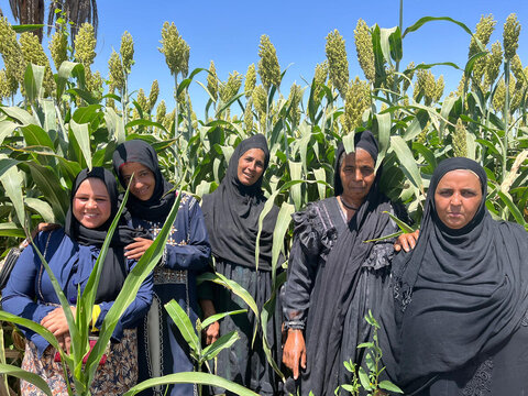 Women in field in Egpyt
