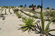 Sand southern Madagascar