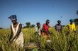 South Sudan women rice plants Gabriela Vivacqua
