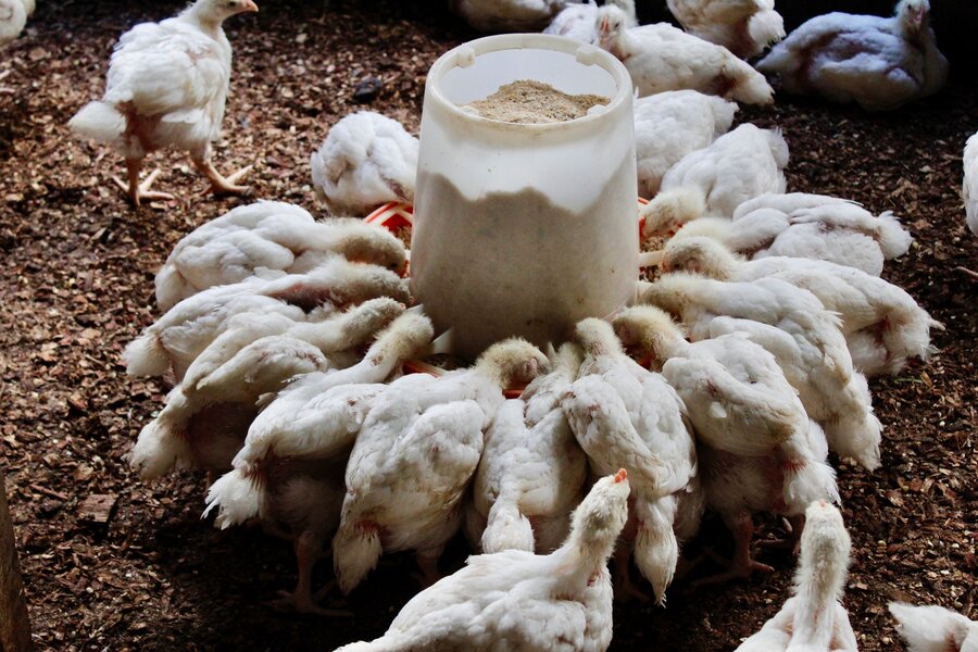Chickens eating feed in a chicken coup. Photo: WFP/Nana Ivan de Amaral