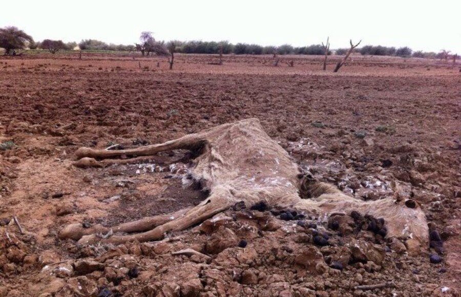The carcass of a dead horse, lying in a stretch of dry red land. Photo:WFP/Jonathan Dumont