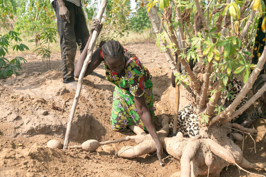 A person harvests cassava by hand in a dry field, pulling large roots from the soil as another stands nearby among leafy plants.