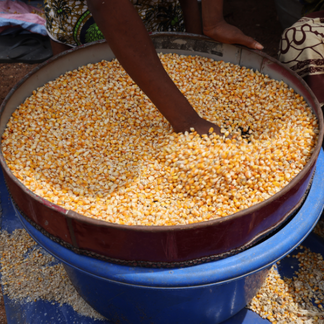 Locally purchased yellow maize for school canteens