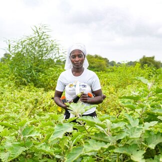 Farmer stands among rows of leafy vegetable crops, holding freshly harvested produce in a green field surrounded by dense vegetation.